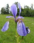 Iris sibirica